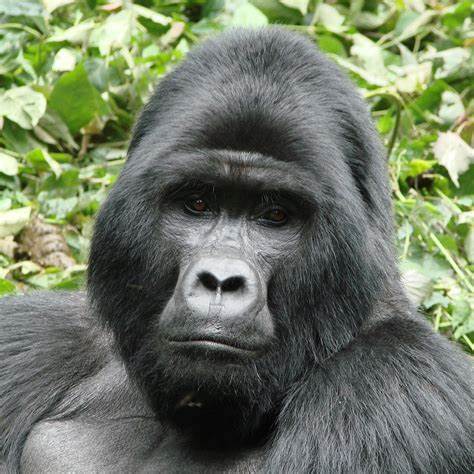 Mountain Gorilla