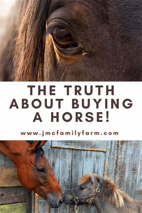 Buying a Horse? Do NOT Make These 6 Mistakes