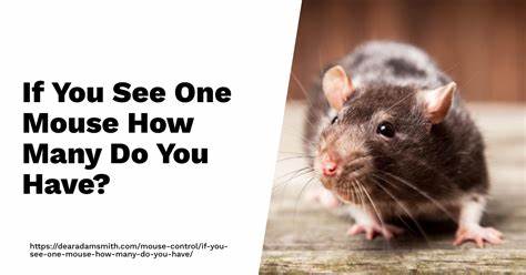 If You See One Mouse, How Many Do You Have?