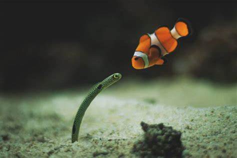 I'm Looking for My Son, Nemo