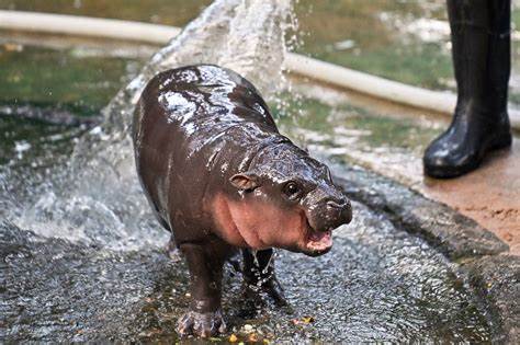 Memecoin Inspired By Baby Hippo 'Moo Deng' Jumps 700% Since Launch, Market Cap Surges Past $190M - Benzinga