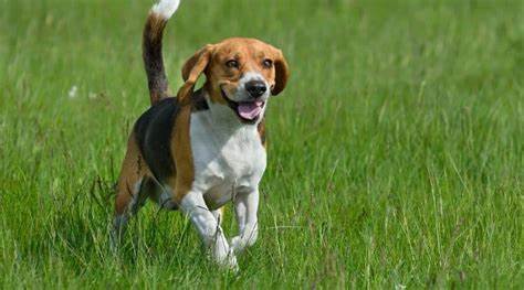 5 Beagle Vor- und Nachteile, die Du vor Kauf wissen solltest