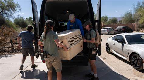 As fire raged nearby, a tiny town's zoo animals were driven to safety