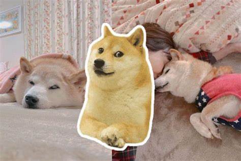 Popular dog Kabosu, who inspired cryptocurrency Dogecoin & Shiba Inu, dies - The Statesman