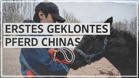 Zhuangzhuang: Chinas erstes geklontes Pferd